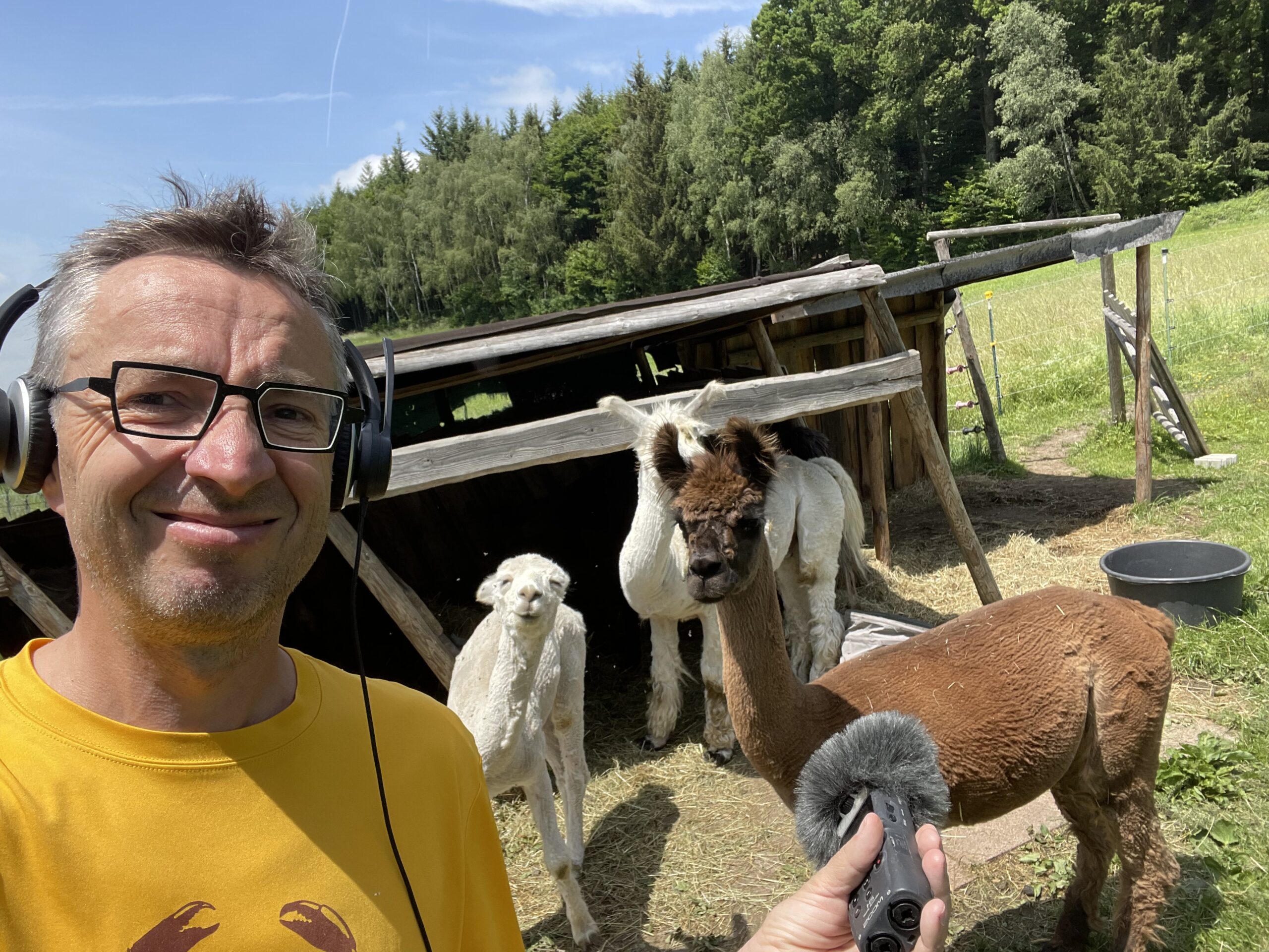 Alpacas